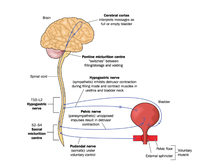 Neurogenic Bladder