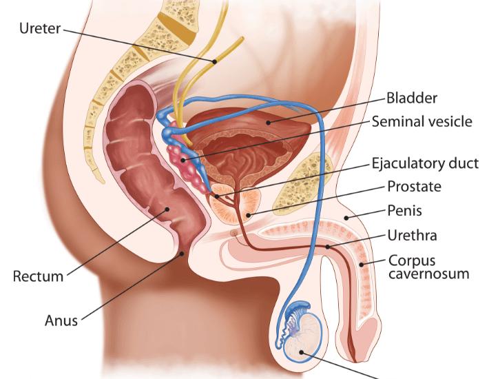 Urethra Diagram